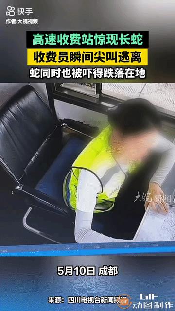 高速路收费亭内，女工作人员正在低头专注地工作。当她拿出本子核对数据的时候，一条蛇