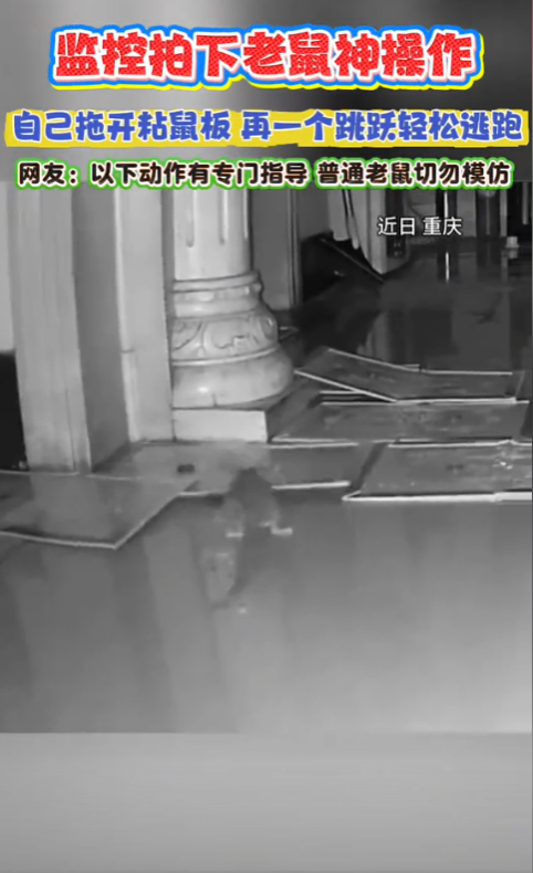 要成精了！重庆，一男子发现家中有老鼠，男子从监控中观察许久后，便在老鼠必经之路上