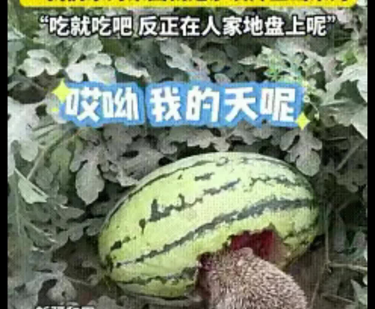 活该发财！
女子发现一只刺猬在吃自家种的西瓜，没有赶走，反而任其啃食，其原因竟