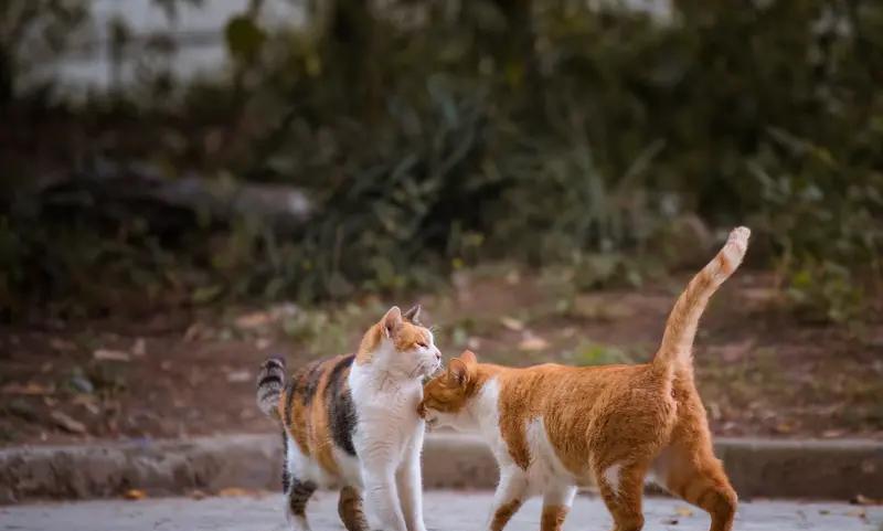 虐猫男为什么必须取消考公资格？
刚开始看到这个消息，还以为这娃是偶然为之，因为一