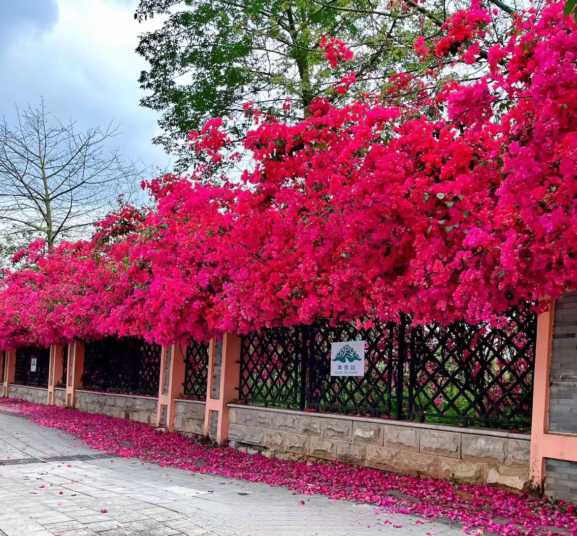 小寒，阴极阳生。愿朋友们顺四时之气，守养藏之道：饮食有节、起居有常、不妄作劳。静