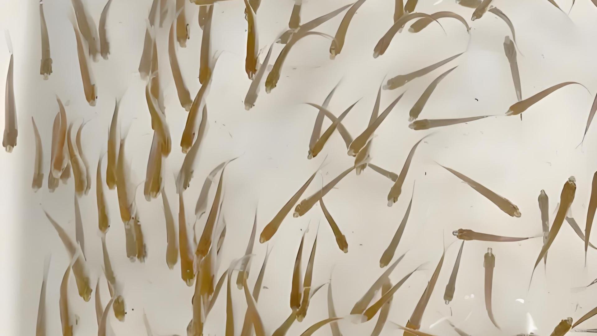 第07篇：越冬鱼苗死亡率高？问题出在这三个管理环节