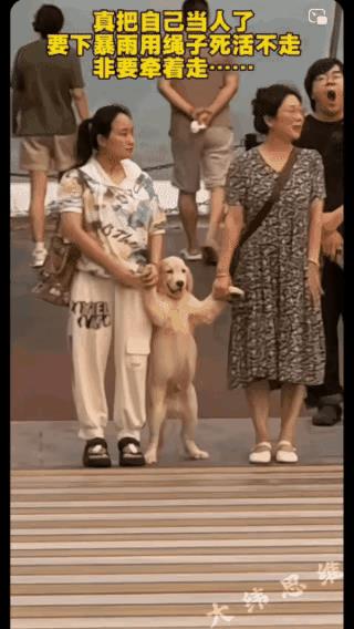 大街上亮丽的风景线
在大街上，看到这一幕，让人不可思议。两个女子领着狗狗过斑马线