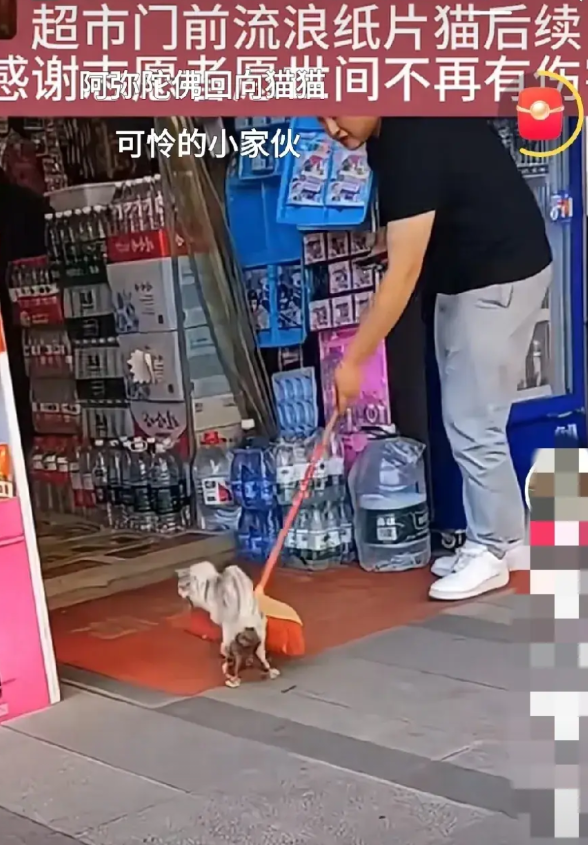 超市门口被驱赶瘦骨嶙峋的纸片儿猫死了。倒在一个角落草丛里永远的离开了。 看样子这
