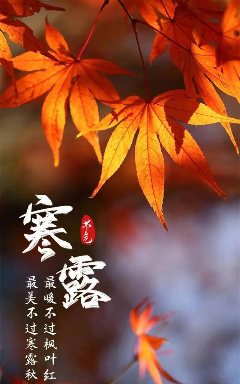 寒露：古韵里的秋意凝霜
寒露至，秋意如一轴渐次展开的画卷，在天地间铺陈出独属于这