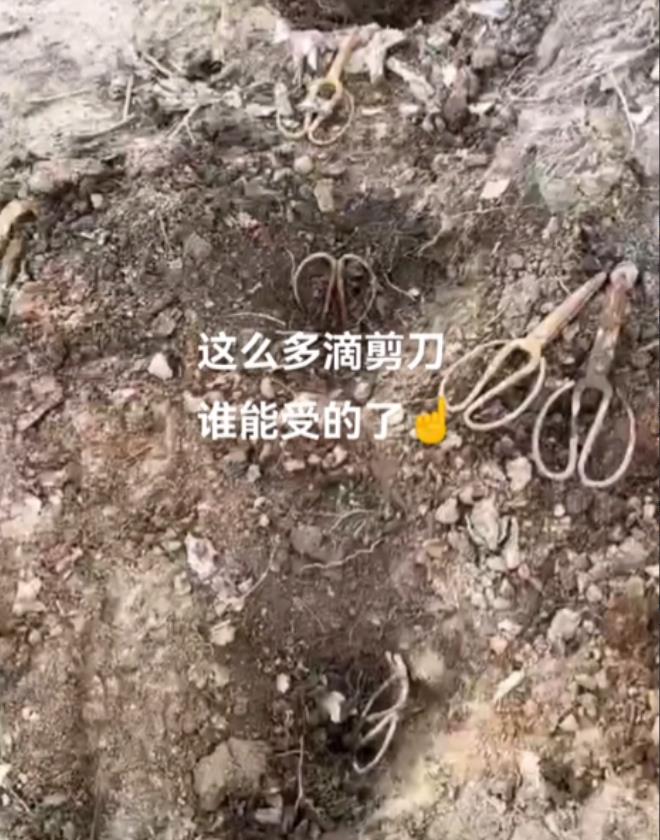 “什么仇什么怨！”江苏，半月前有人发现，自家祖坟四周，被人插了5把以上的剪刀，并