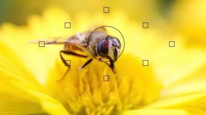 夺回焦点：为什么专业影像创作者离不开手动对焦？