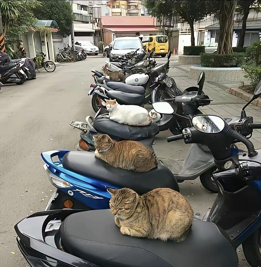 流浪猫成灾谁来管？
流浪猫天天卧在电动车上，骑车时车坐非常脏，谁有啥办法？不让猫
