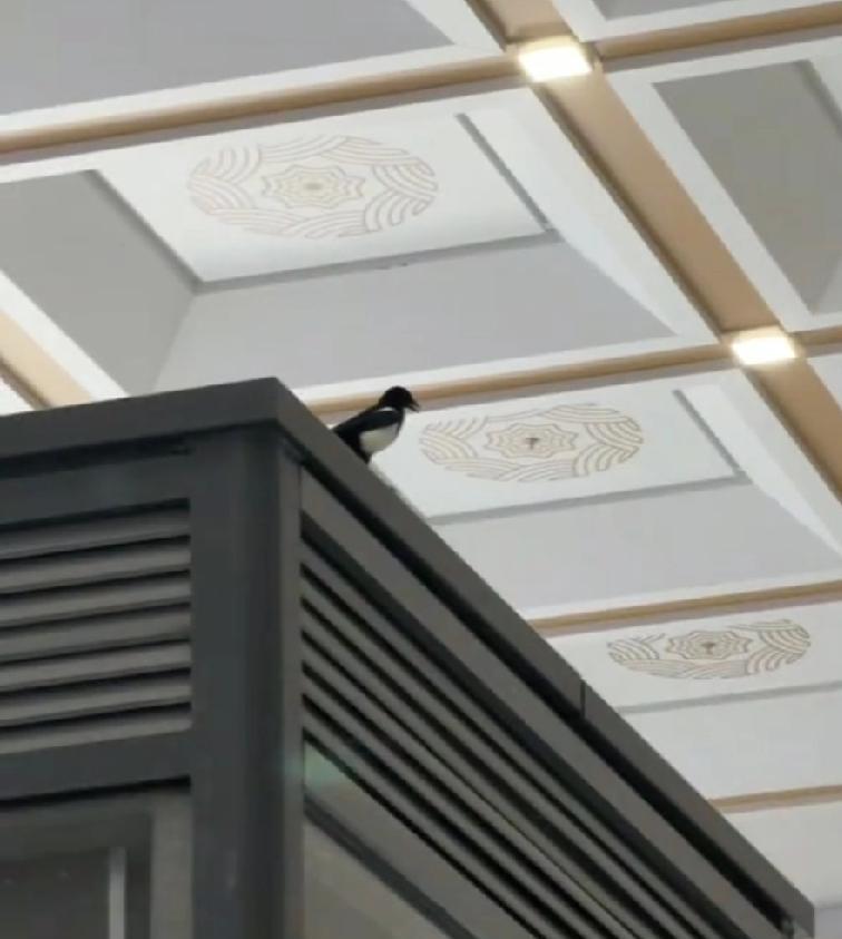 济南站北站房开通当天，来了个喜鹊。
这算不算是好事？