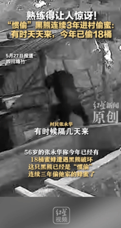 “熊出没诚不欺我！”5月27日，四川一大爷连着3年被黑熊偷蜜，今年又偷18桶！不