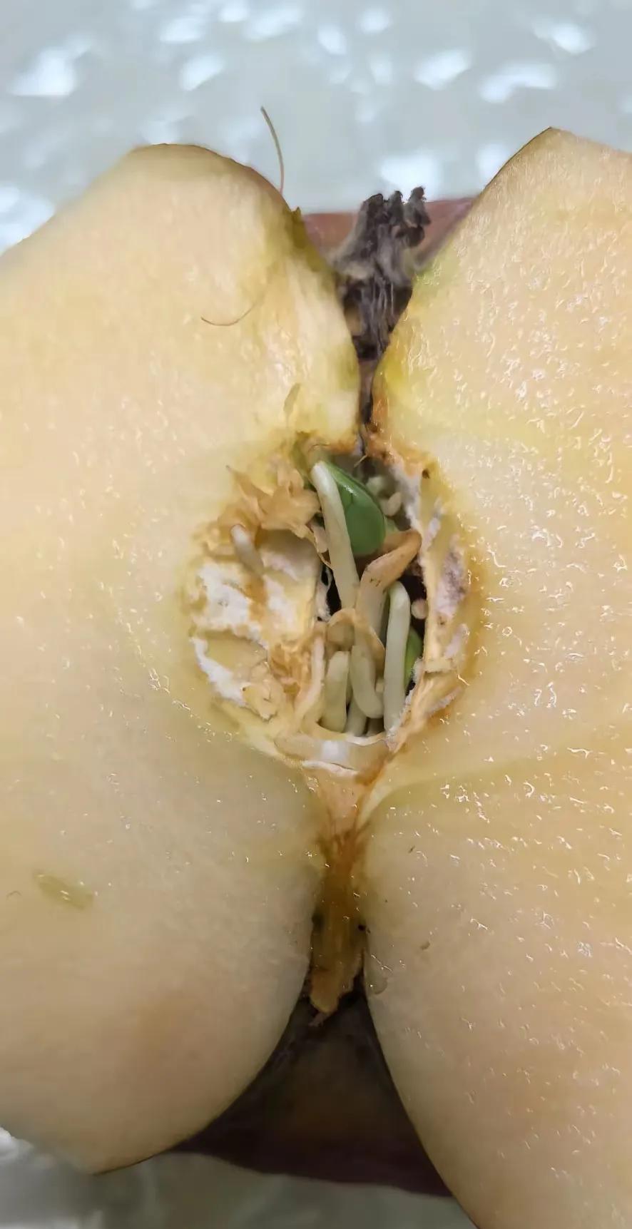 这个是青春期的苹果，流氓平果