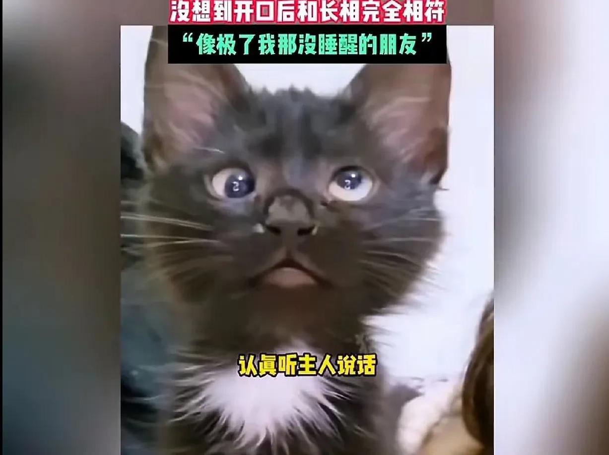 可爱的喵星人！
    严重怀疑，这喵星人是被它家主人ai出来的！
    哈哈