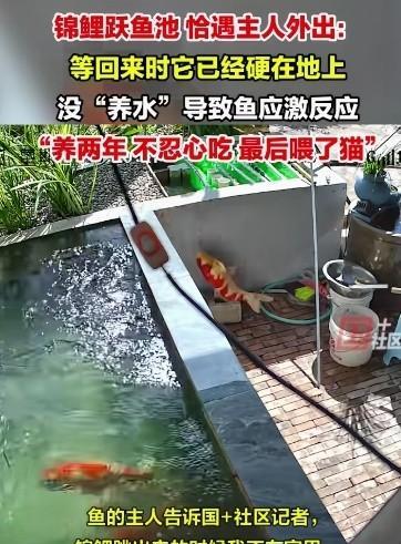 事实证明——“主人宠你，主任的宠物不一定宠你[灵光一闪][灵光一闪][灵光一闪]