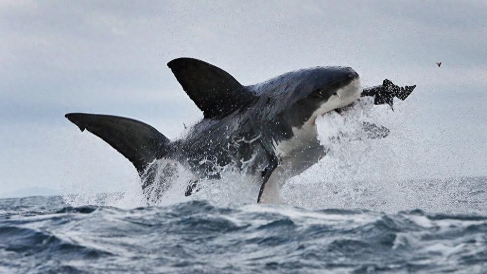 4800吨级排水量的大型小虎鲸，在预测9年后终于见到实物？