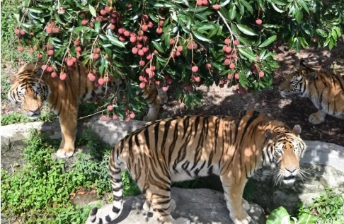 电视剧《长安的荔枝》李善德想出来的办法可不可行？李善德最后想的办法是