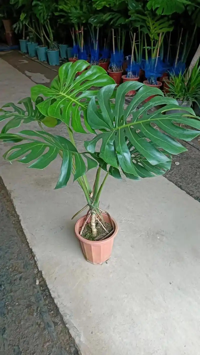 被邻居追着问的春季绿植清单🌿