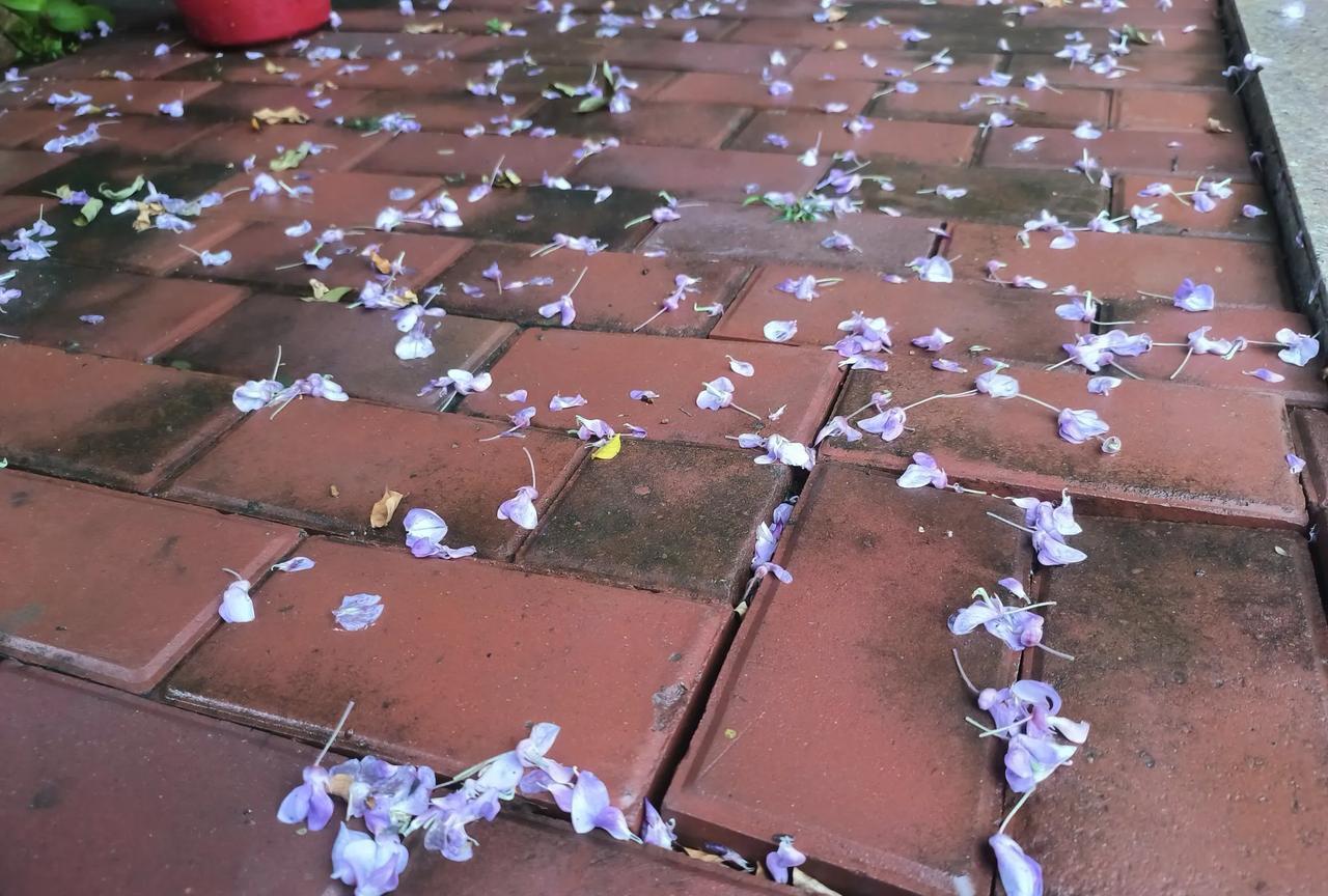 随着年级增高，学生的想象力越差。
一场风雨。
推门，不由说了一句：落了一地花。