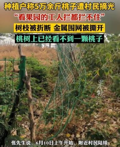 “太过分了！”6月19日，江苏徐州，男子租了1800多亩地种果树，有500亩桃树