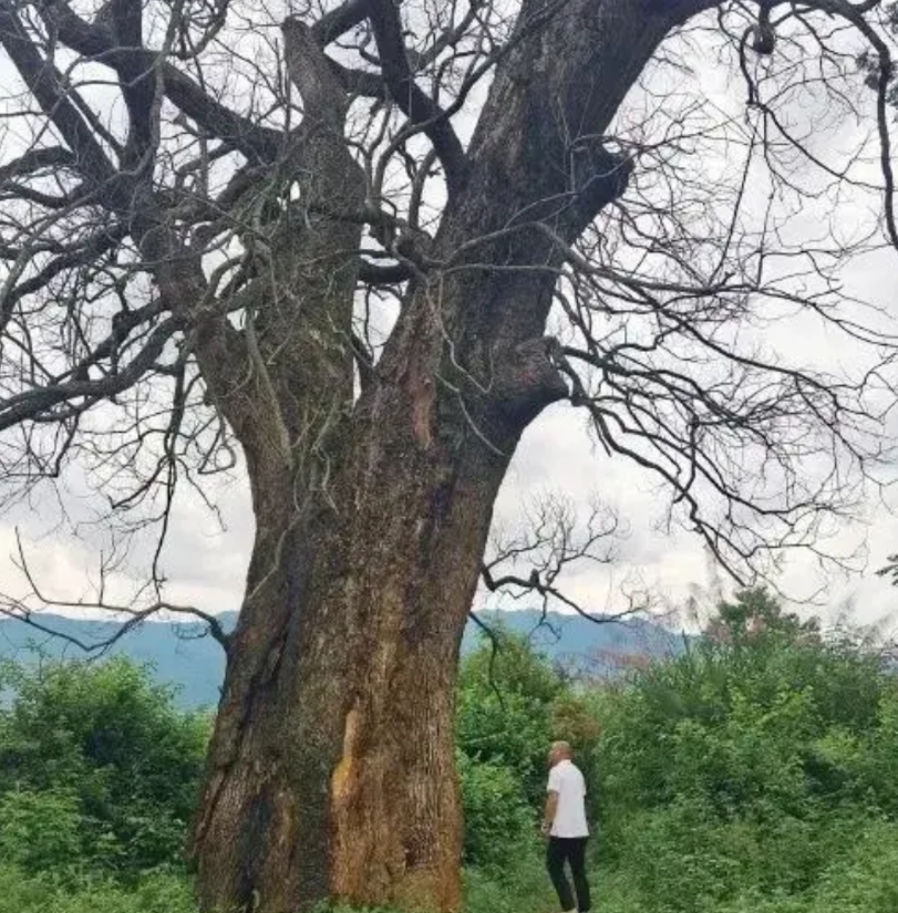 “纯属巧合？”江西赣州，一棵三四百年的古樟树突然枯死，巧合的是，同一时间，多个村