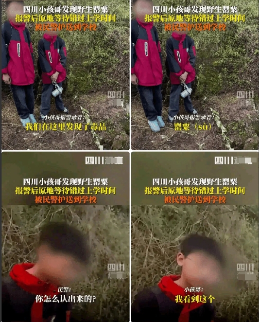 “这两个小孩火了！”四川富顺，两个小孩上学路上发现罂粟果断报警。
 
     