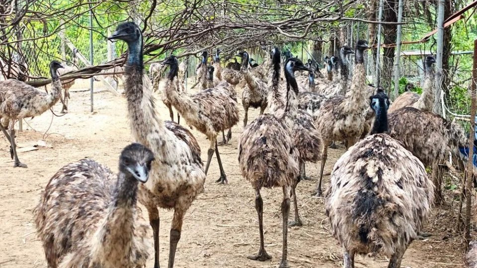 太和来了群“澳洲鸵鸟”？此“鸵”非彼鸵，浑身是宝！