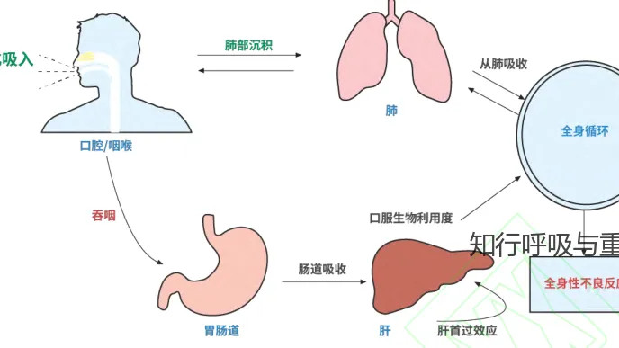 第205期 影响吸入药物在肺内运输与沉积的关键因素