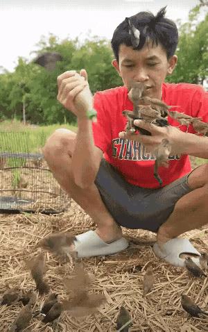 这小伙子真有点本事，能够把这么多小鸟吸引到自己的手上，看来他和这些小鸟是非常熟悉