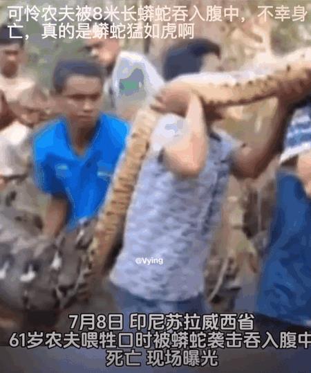 谨慎观看，
印尼农夫被蟒蛇吞下，不幸遇难！
据悉是该61岁农夫喂牲口时，被附近的