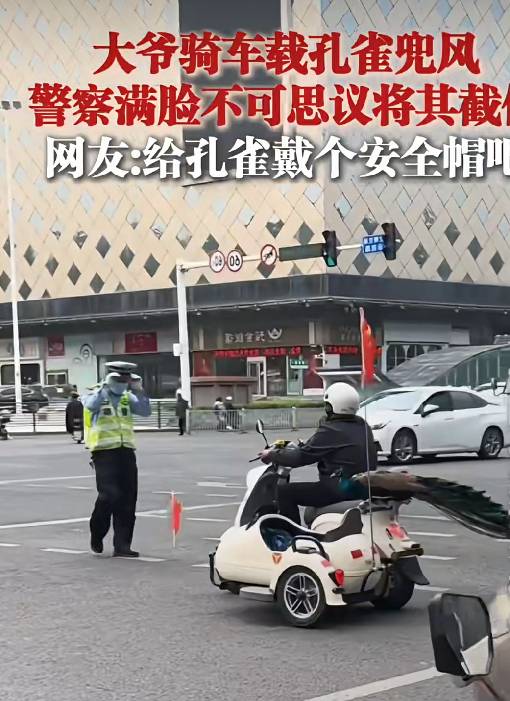 孔雀在兜风，要不要戴安全帽