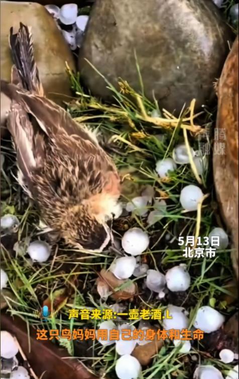 “泪目！”北京一场冰雹，带走了鸟妈妈，她身下的小雏鸟宝宝却安然无恙。网友：“万物