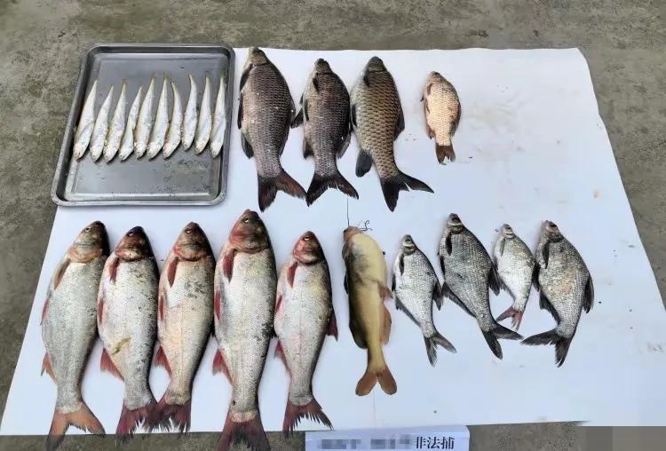 重庆最近破获了一起非法捕捞案！最近，重庆唐家沱派出所接到群众举报，说长江渝北段江