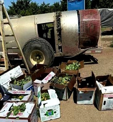 抓贼抓赃！加州三华人偷樱桃被捕











---








