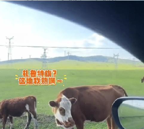 太有灵性了！内蒙古，一男子自驾游走错路，情急之下居然停下车问路边一头牛：“牛哥，
