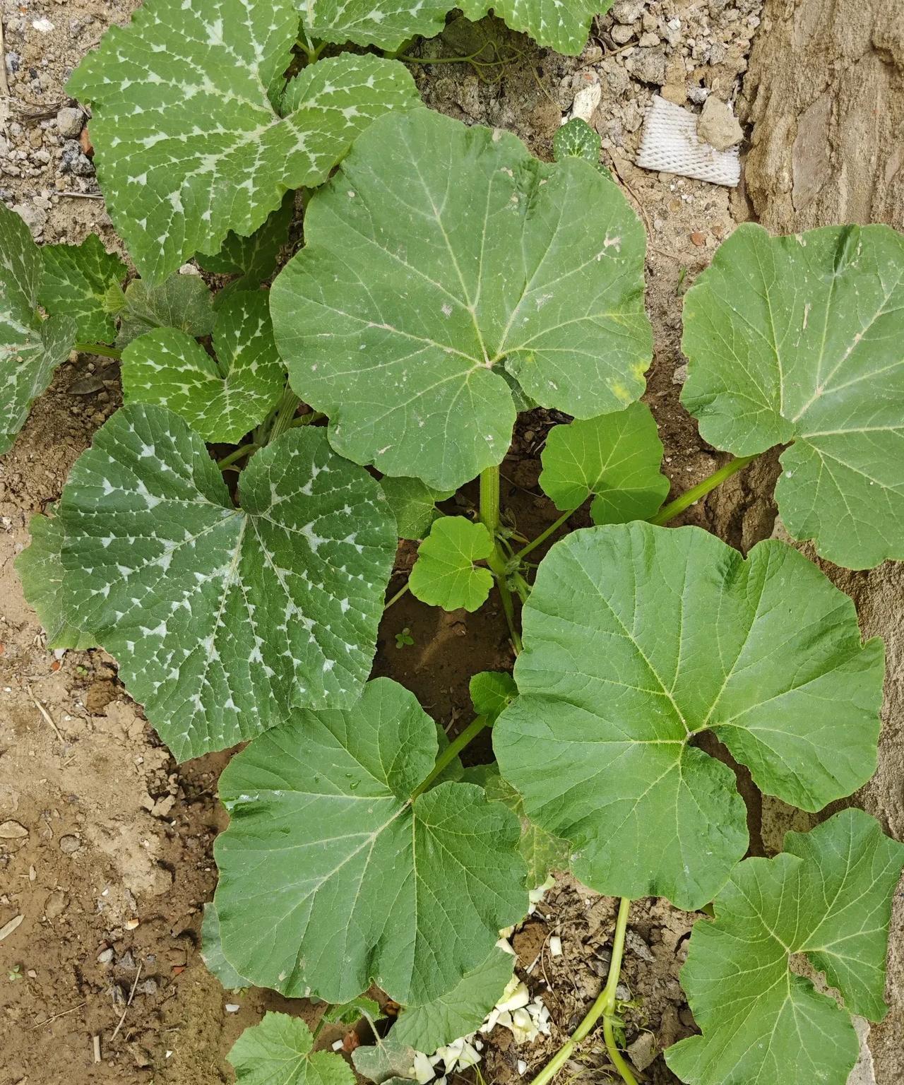 我83岁“海默症”婆母，轮流在仨儿子家养老。今天移交给二郎了！可是，丈夫闷闷不乐