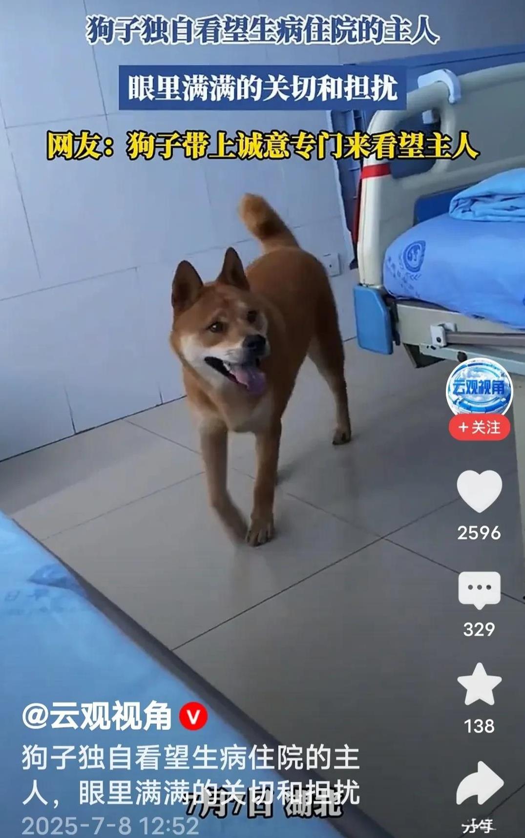 主人生病，狗来探望，狗通人性，这也太暖心了。
主人在病榻上躺着，狗从外边摇着尾巴