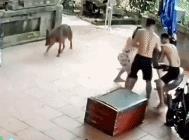 为什么会把冷酷无情的人形容为冷血动物呢？看了这个视频你就懂了。养了多年的蟒蛇突然