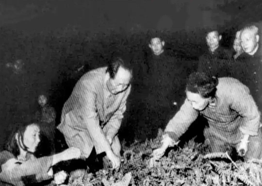 1958年，毛主席帮农民采摘苕菜，瞧他那认真的样子，真接地气。
那天傍晚，毛主席