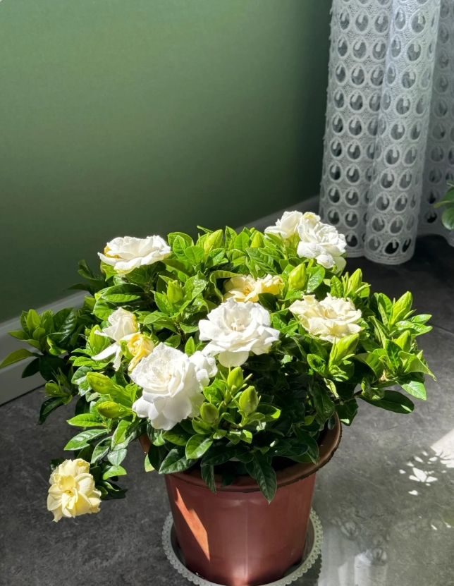 新入爆花神器！水培栀子花开箱，满室清香治愈感拉满～