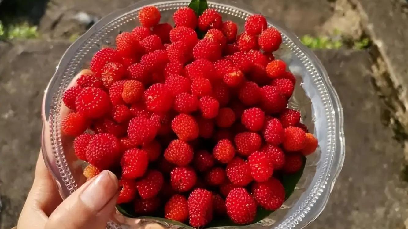 东北的6大“野味儿”果子，如今成“稀罕物”，70、80的童年回忆