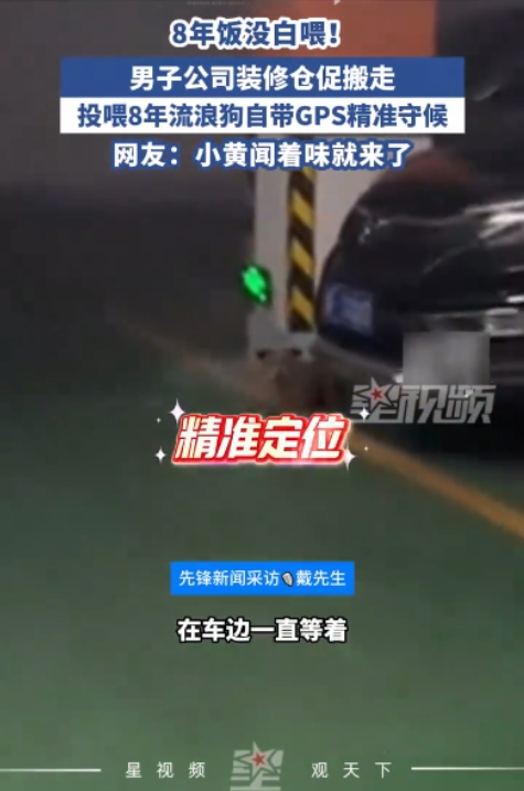太有灵性了！”7月11日，湖南岳阳，男子因公司装修仓促搬走，没想到，喂了8年的流