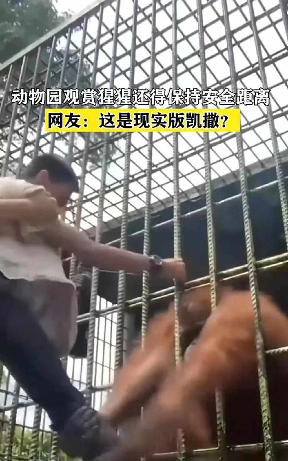 某地一男子在动物园观赏黑猩猩时被咬伤大腿根丧失男性功能。
大家去动物园观赏动物时