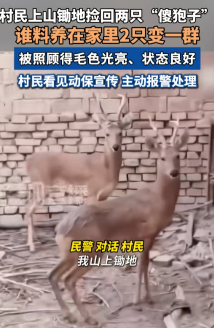 “长期饭票没了！”6月27日，陕西一村民上山锄地时，竟将两只“傻狍子”带回家精心
