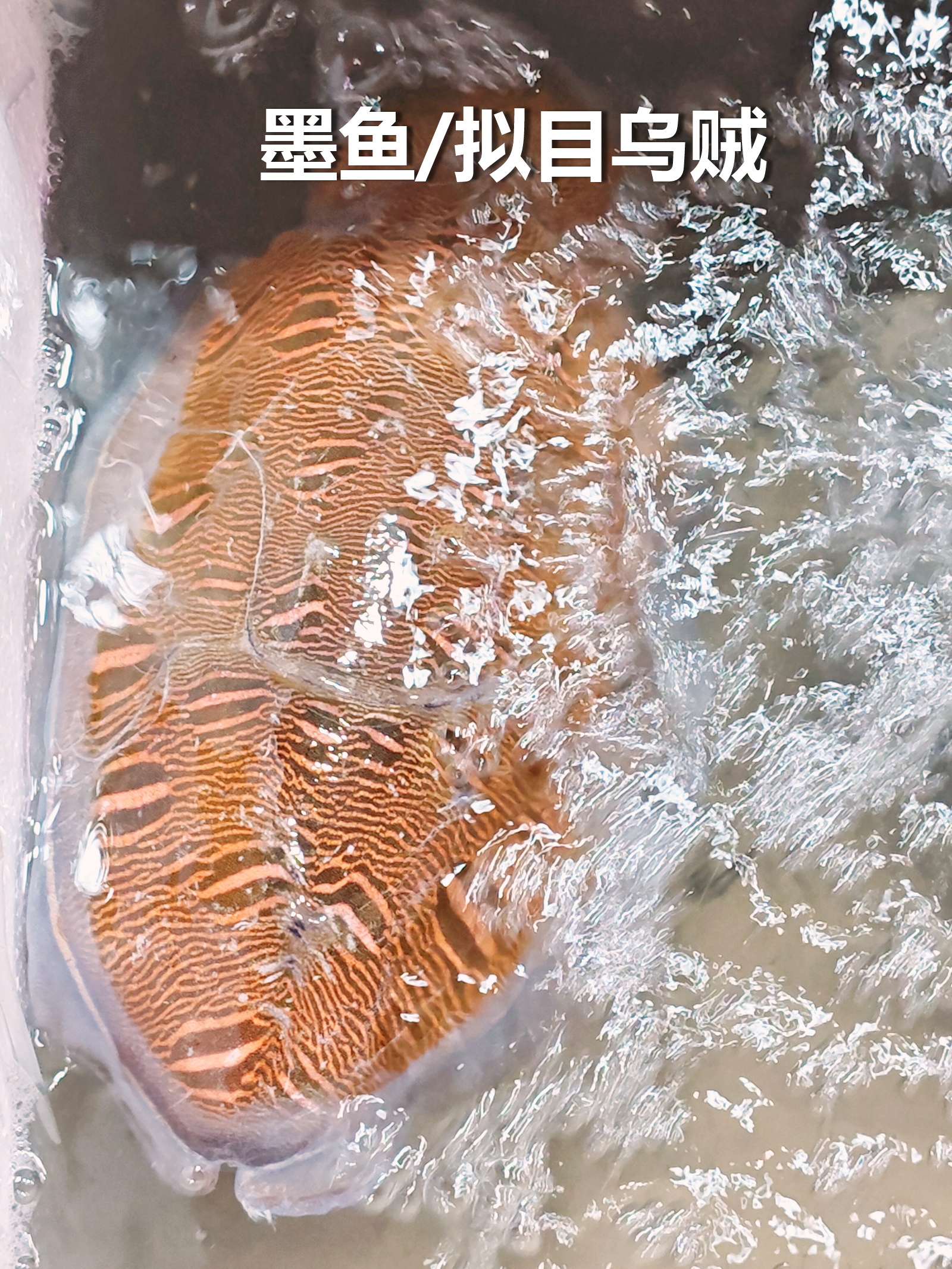 拟目乌贼/唇纹乌贼，60元一斤，约两斤重，一条120元。这种活的墨鱼，目前没有养