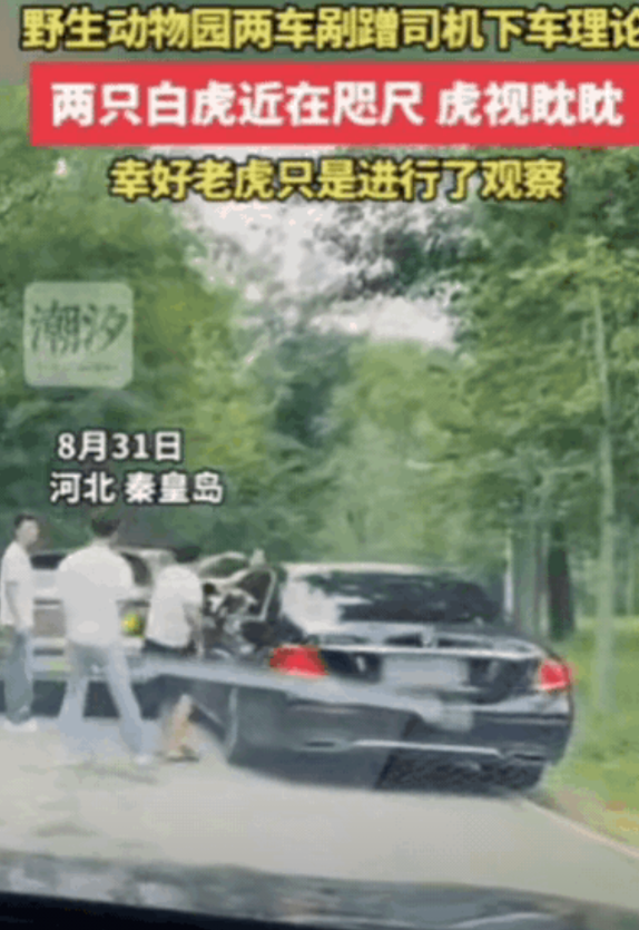 “真是不长记性！”河北，野生动物园两车剐蹭，车上的人竟然全部下车理论，无视存在危