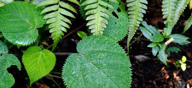 金皮树的致命秘密











1941年，太平洋丛林中，一名士兵因肚子
