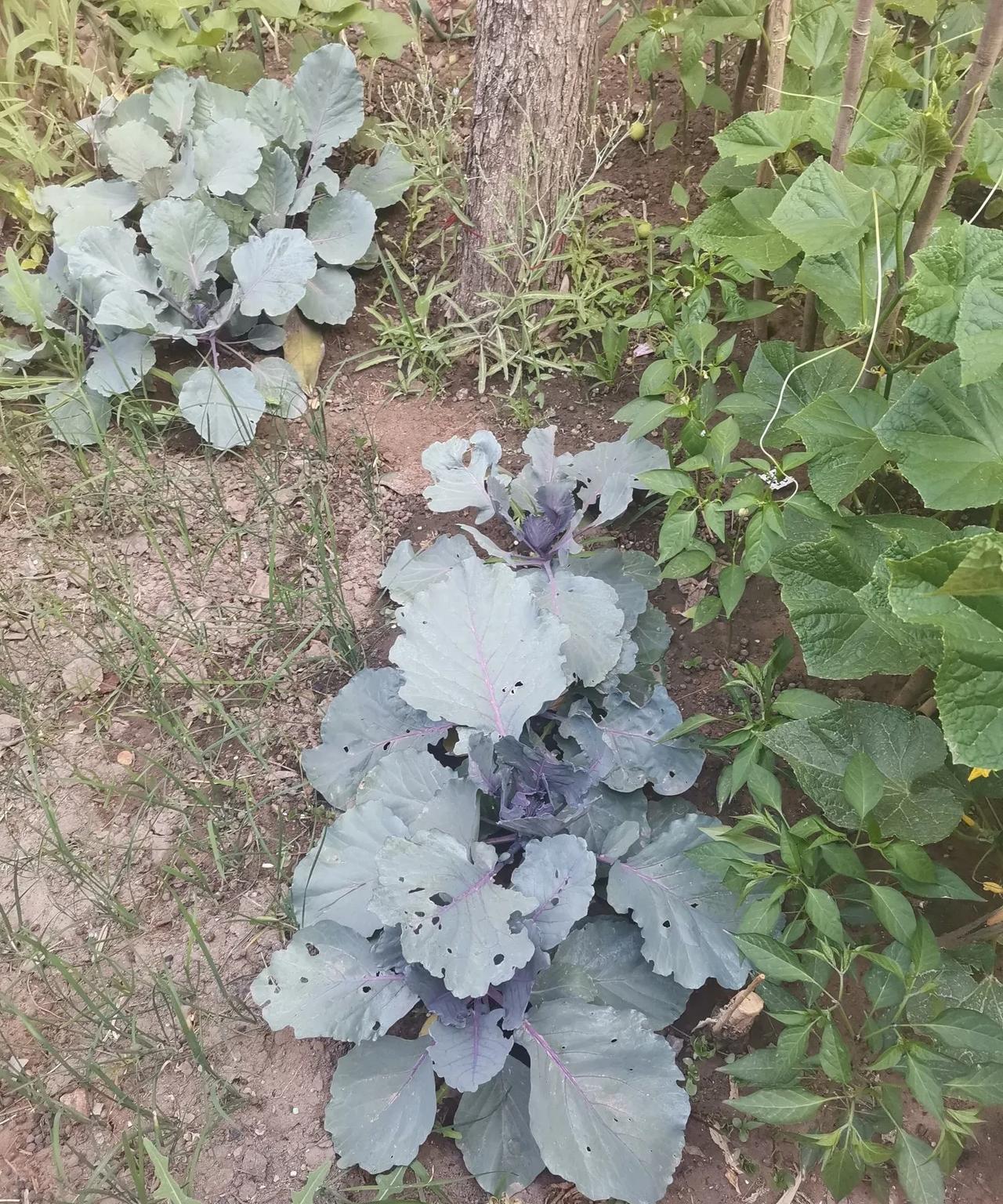 老父亲
小小的菜园子
才是我最终理想的归宿吧
别看这块地不大
里边可种了好多种蔬
