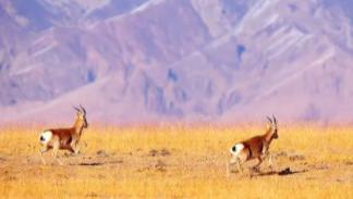 【悬案25年！藏羚羊大案主犯终落网 万倍暴利下的生死追击】