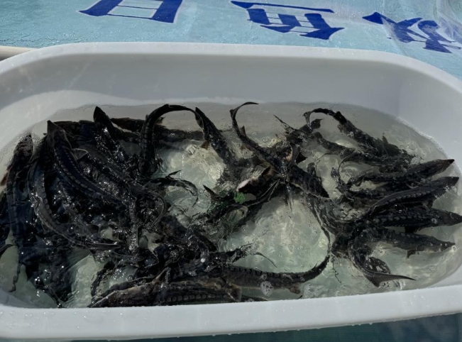 荆州坚定推进长江十年禁渔 全力守护水生生物多样性
