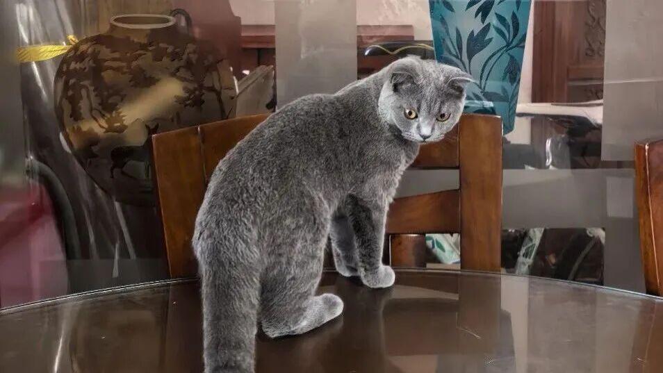 找猫记——我家猫咪从10楼摔下，庆幸捡回了一条猫命