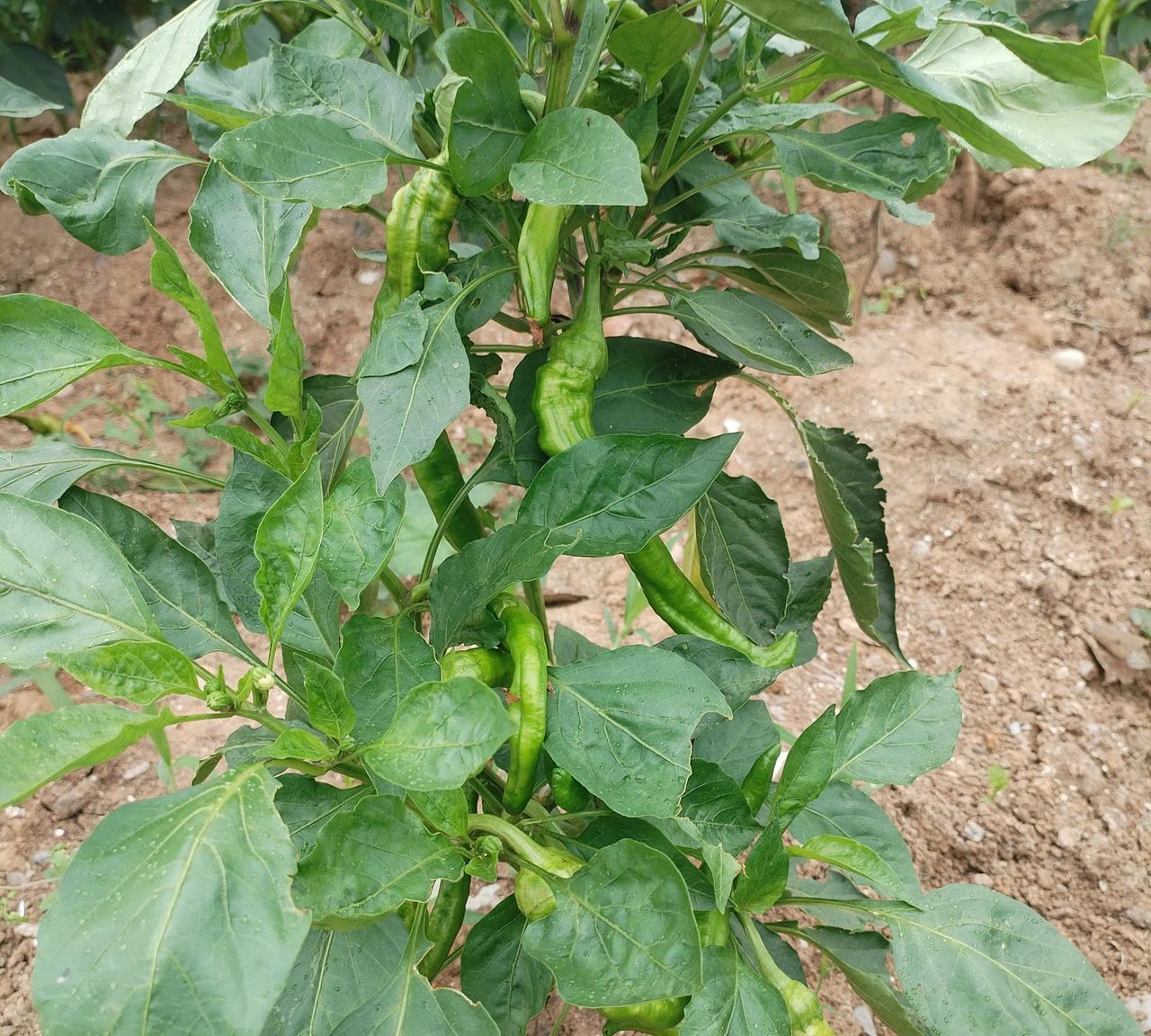 #晒图笔记大赛#
自己动手，丰衣足食